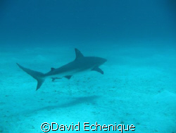 Black Tip Reef Shark taken at the Tongue of the Ocean  by David Echenique 